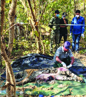 दोन वाघांच्या झुंजीत ‘त्या’ वाघाचा मृत्यू