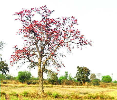 शेतशिवारात ‘पळस’फुलताच लागते होळीची चाहूल!