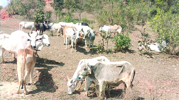 चराईच्या जागेवर भूमाफियांचा कब्जा